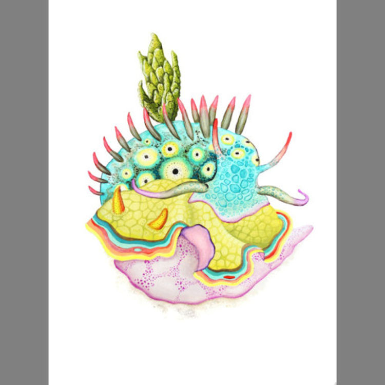 Nudibranchs by Aaron Glasson