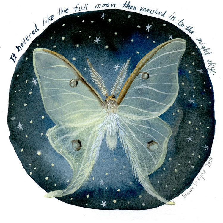 Diana Sudyka #3 by Diana Sudyka