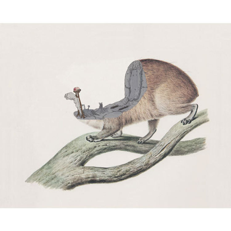 Segmore's Colonial Shovel (Going out on a Hyrax) by Daniel Sparkes (Mudwig)