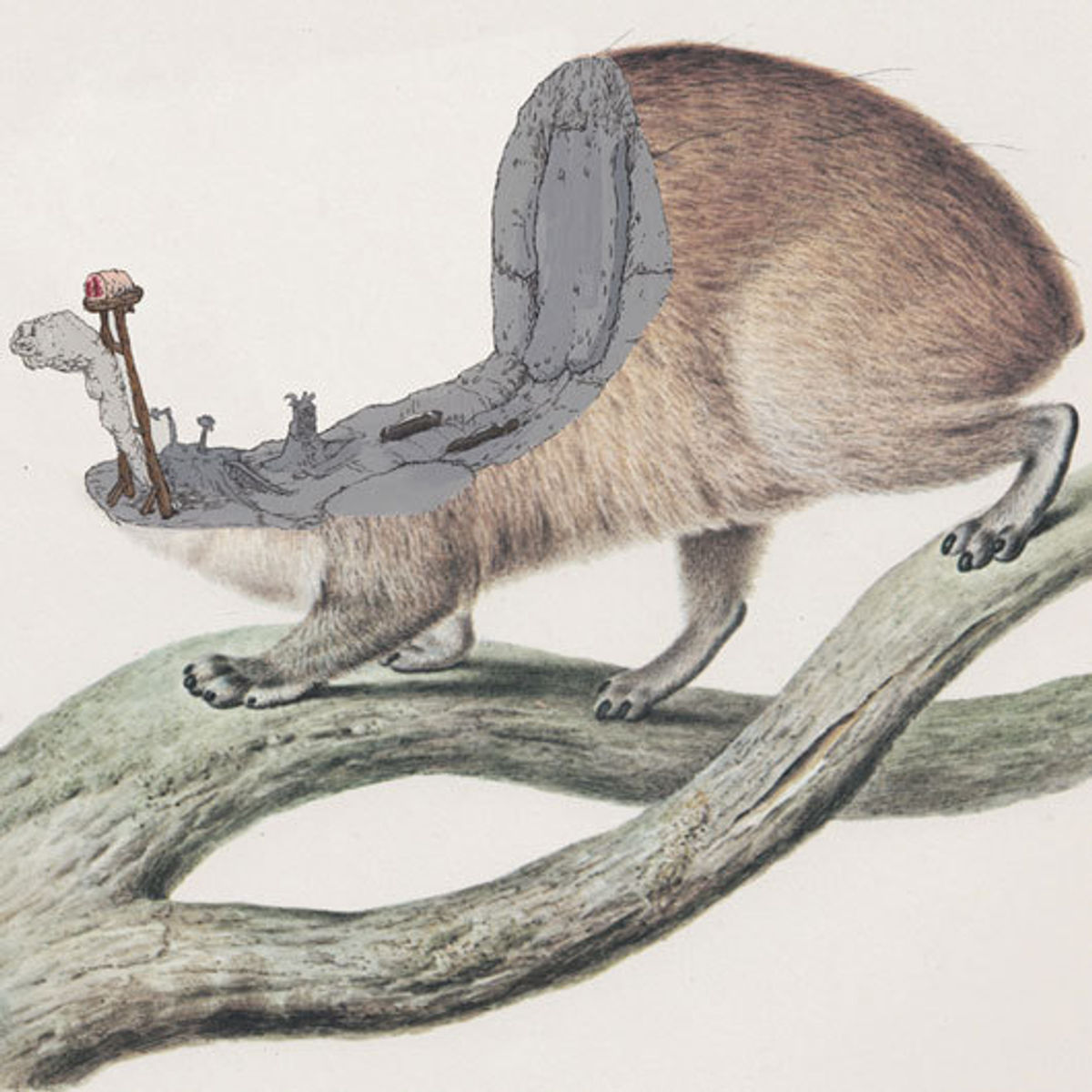 Segmore's Colonial Shovel (Going out on a Hyrax)