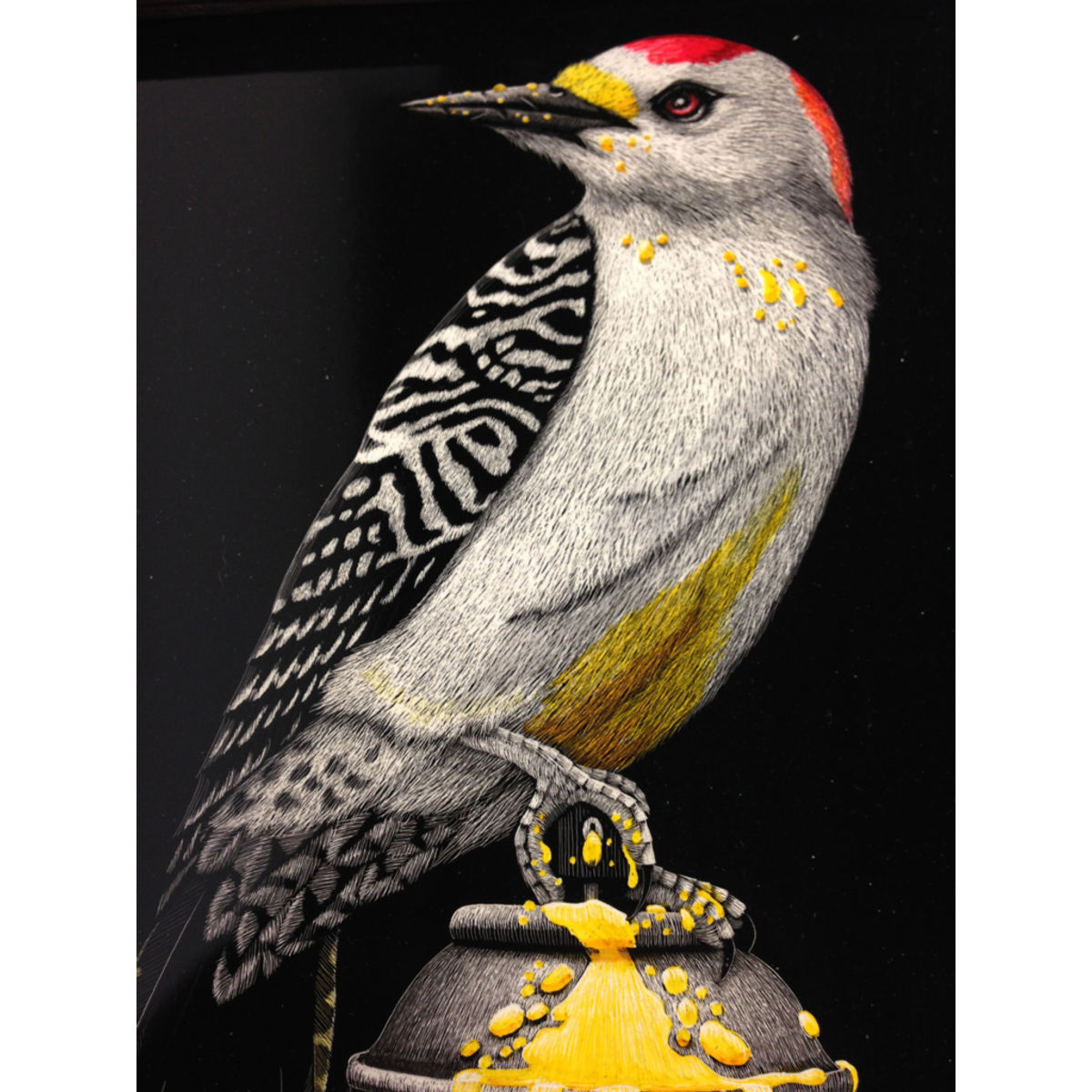 Golden Fronted Woodpecker