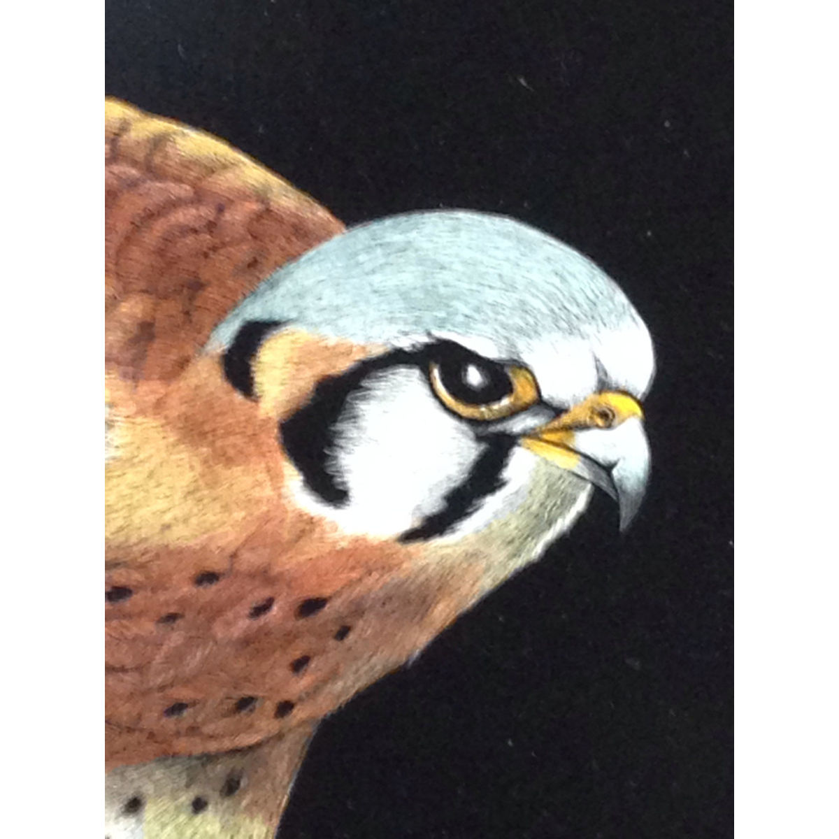 Kestral