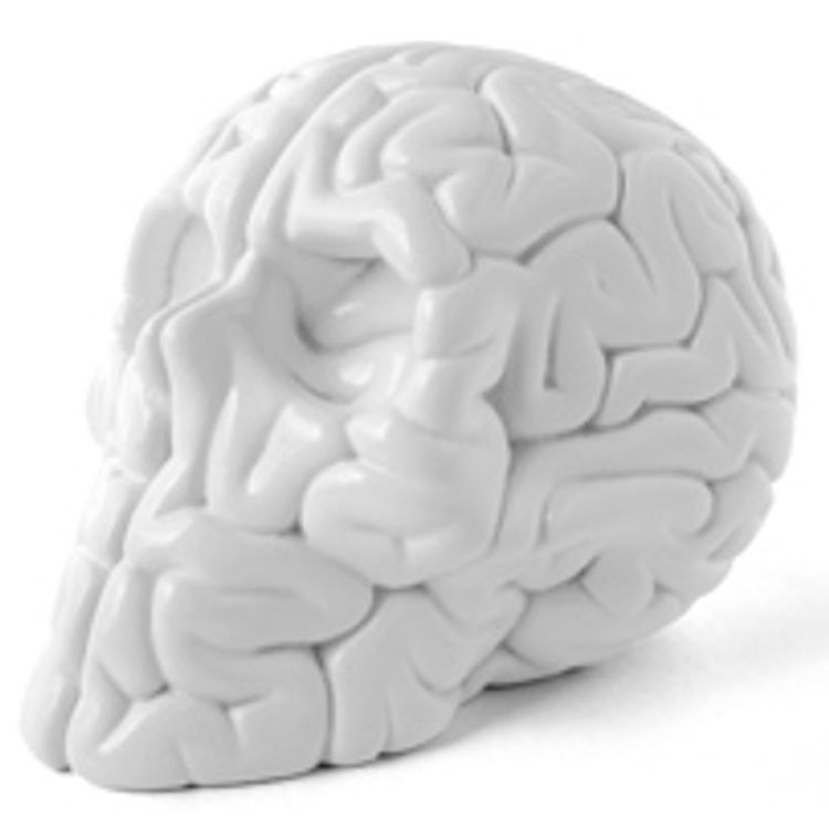 Mini Skull Brain (white) by Emilio Garcia