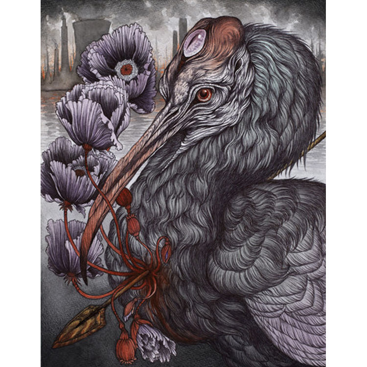 Southern Bald Ibis - Lazaret I by Caitlin Hackett