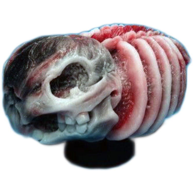 Infected Rabbit by Scott Wilkowski