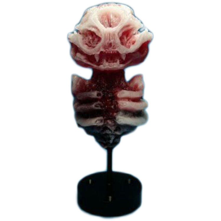 Infected Cat by Scott Wilkowski