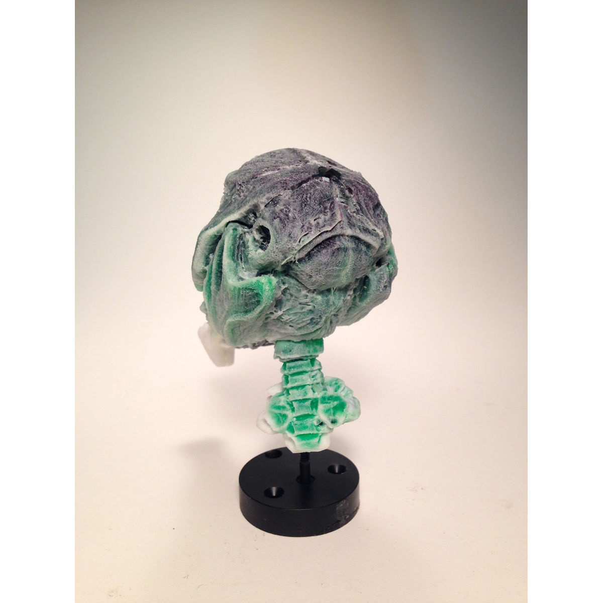 Infected Mouse (Green/Blue)