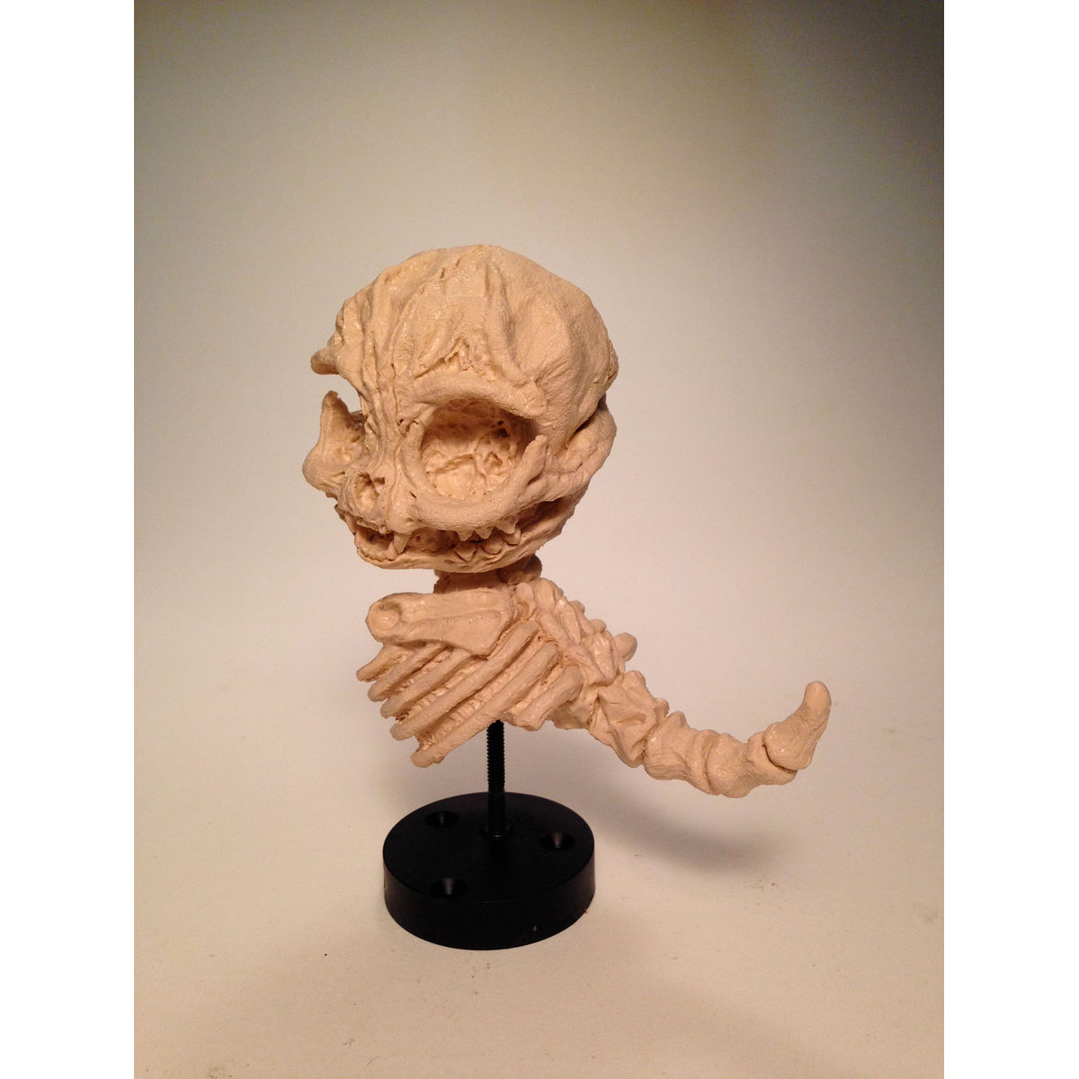 Kitten Skeleton (Bone)