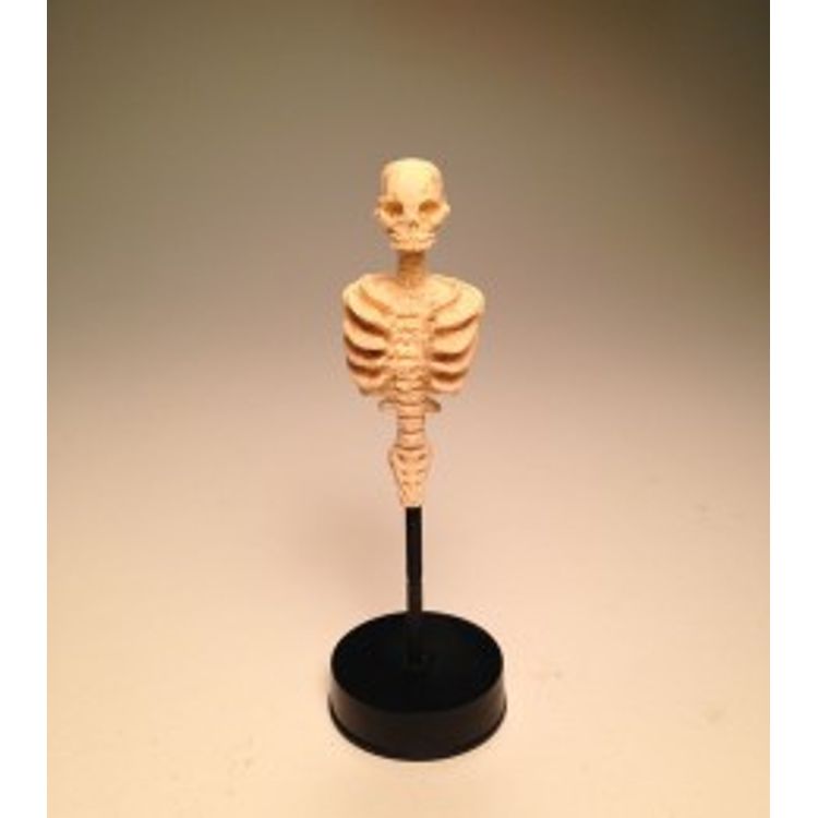 Skeleton (Bone) by Scott Wilkowski