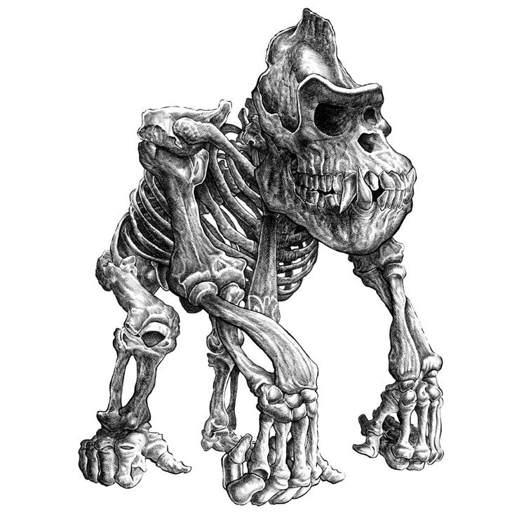Kong by Mark Chilcott