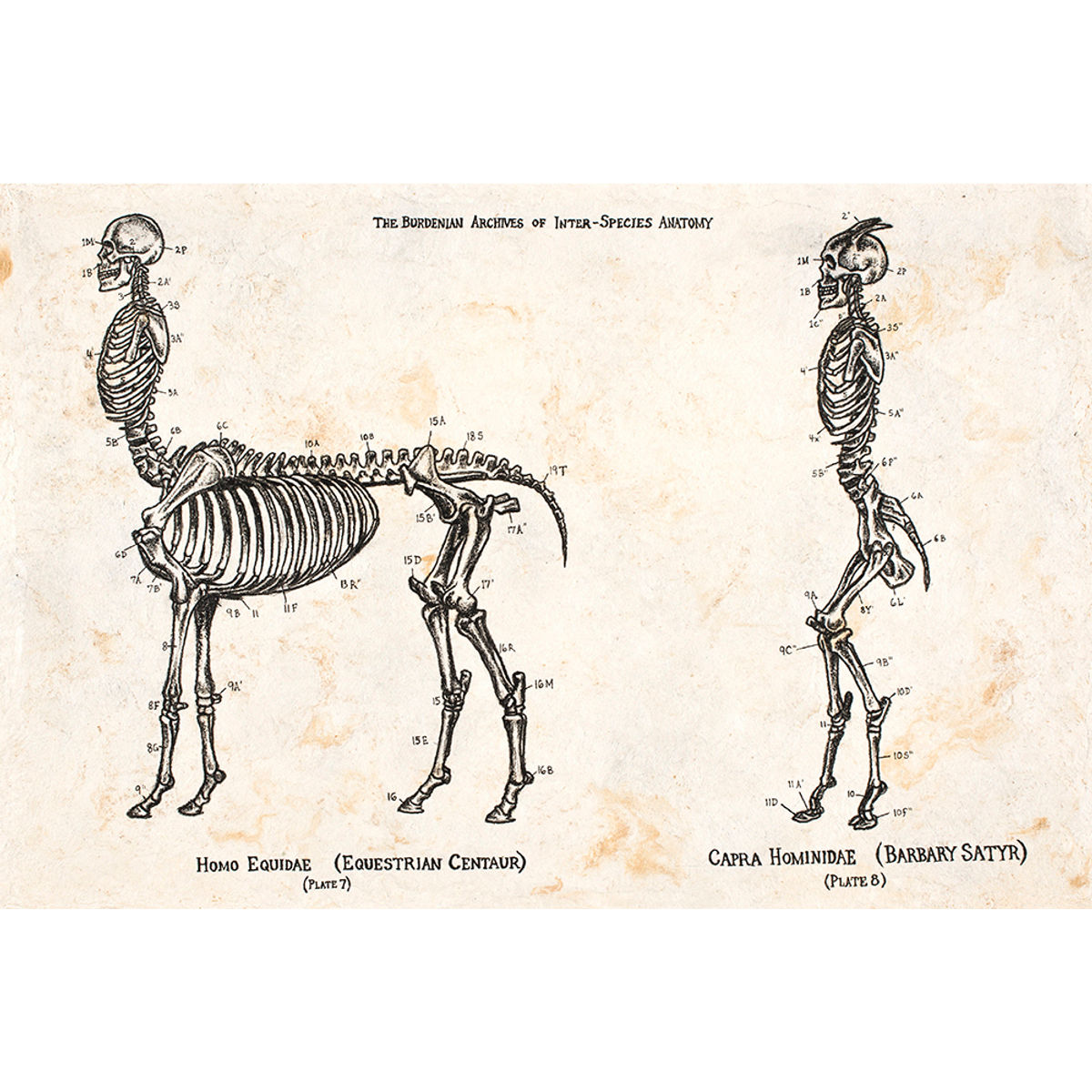 INTERSPECIES ANATOMY