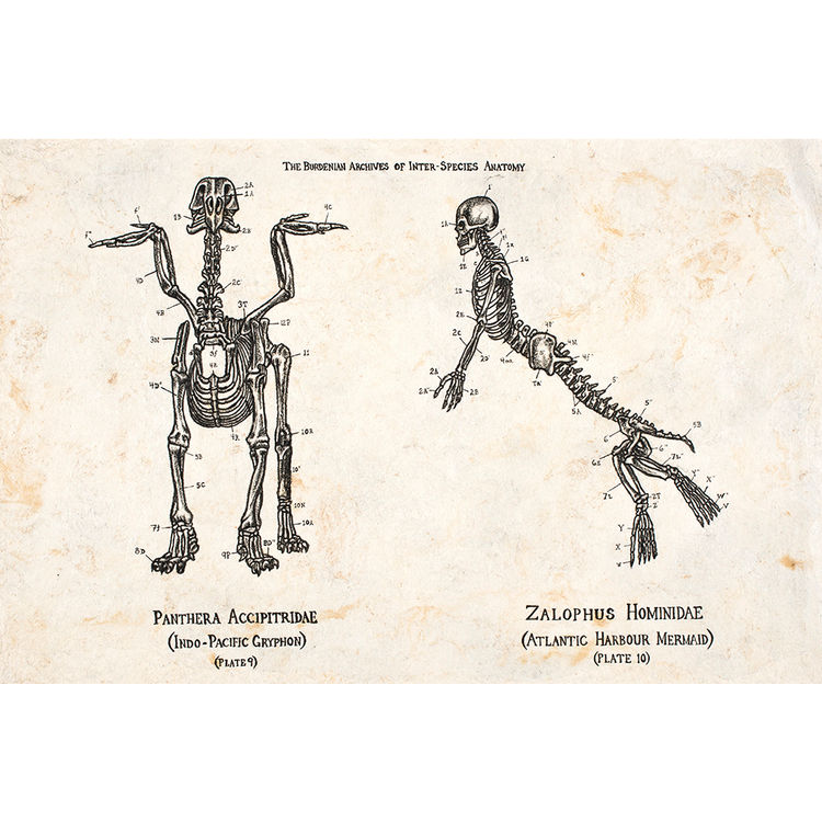 INTERSPECIES ANATOMY by Robert Xavier Burden