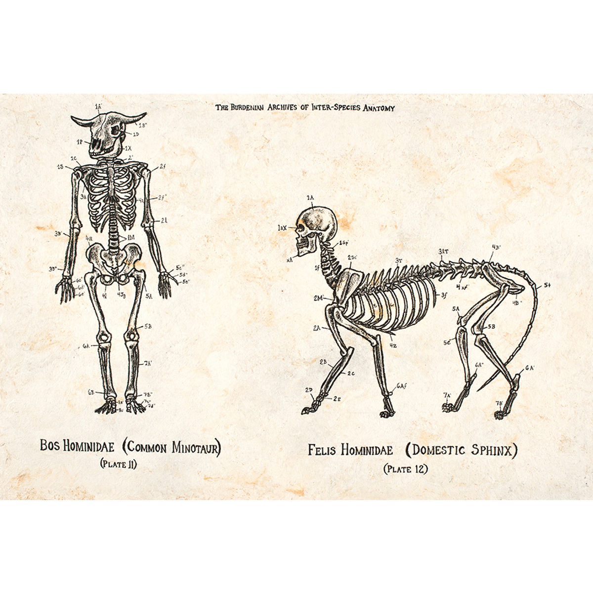 INTERSPECIES ANATOMY