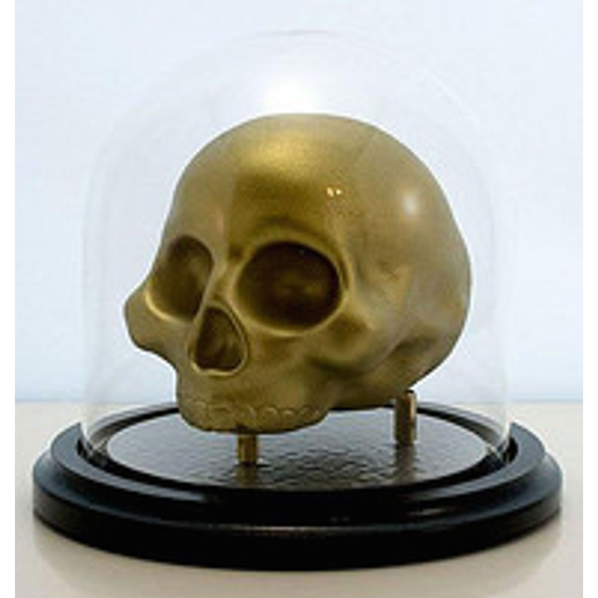 Skull Specimen - fancy edition