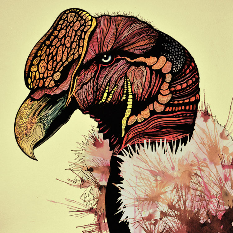 Condor by Dino Nemec