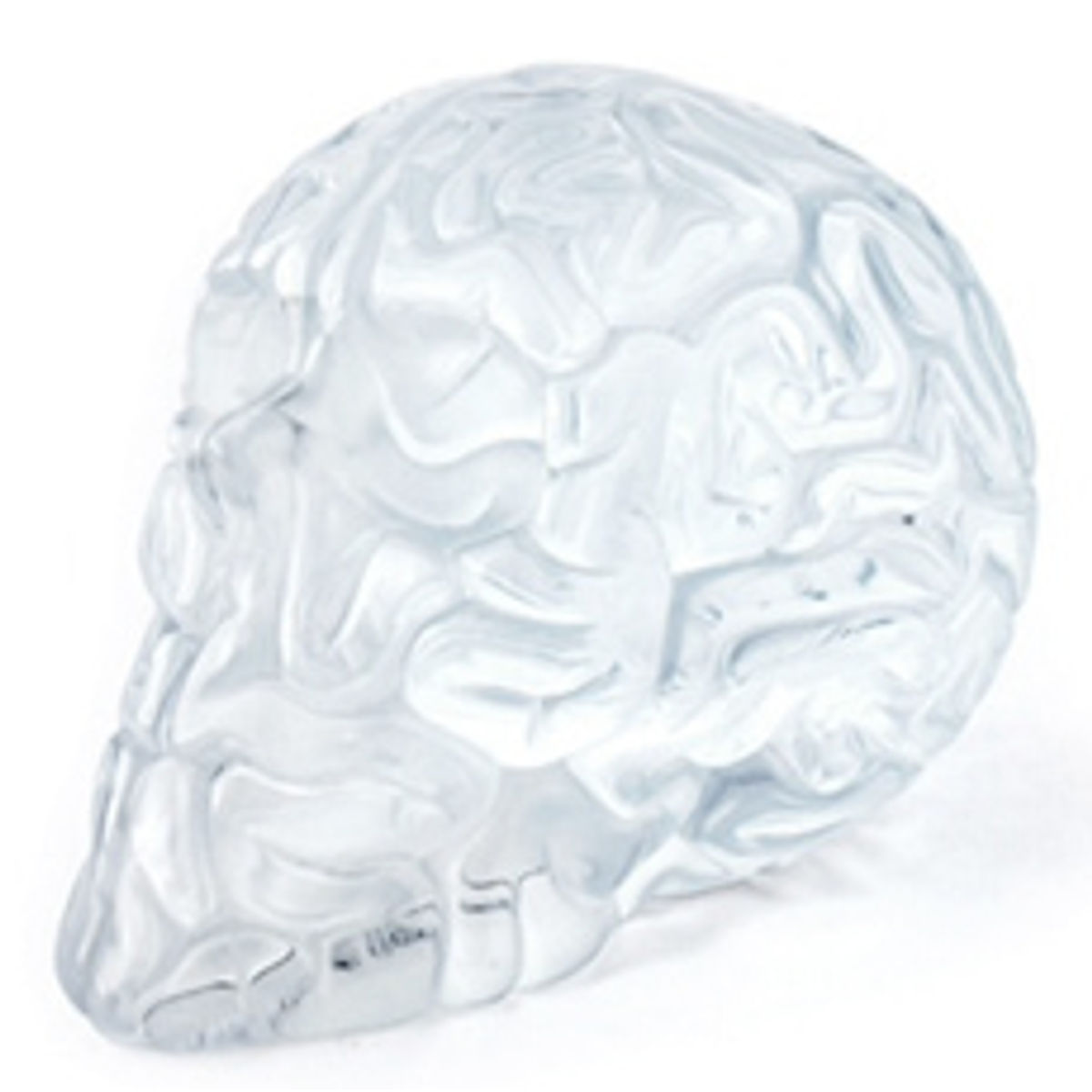 SKULL BRAIN CLEAR