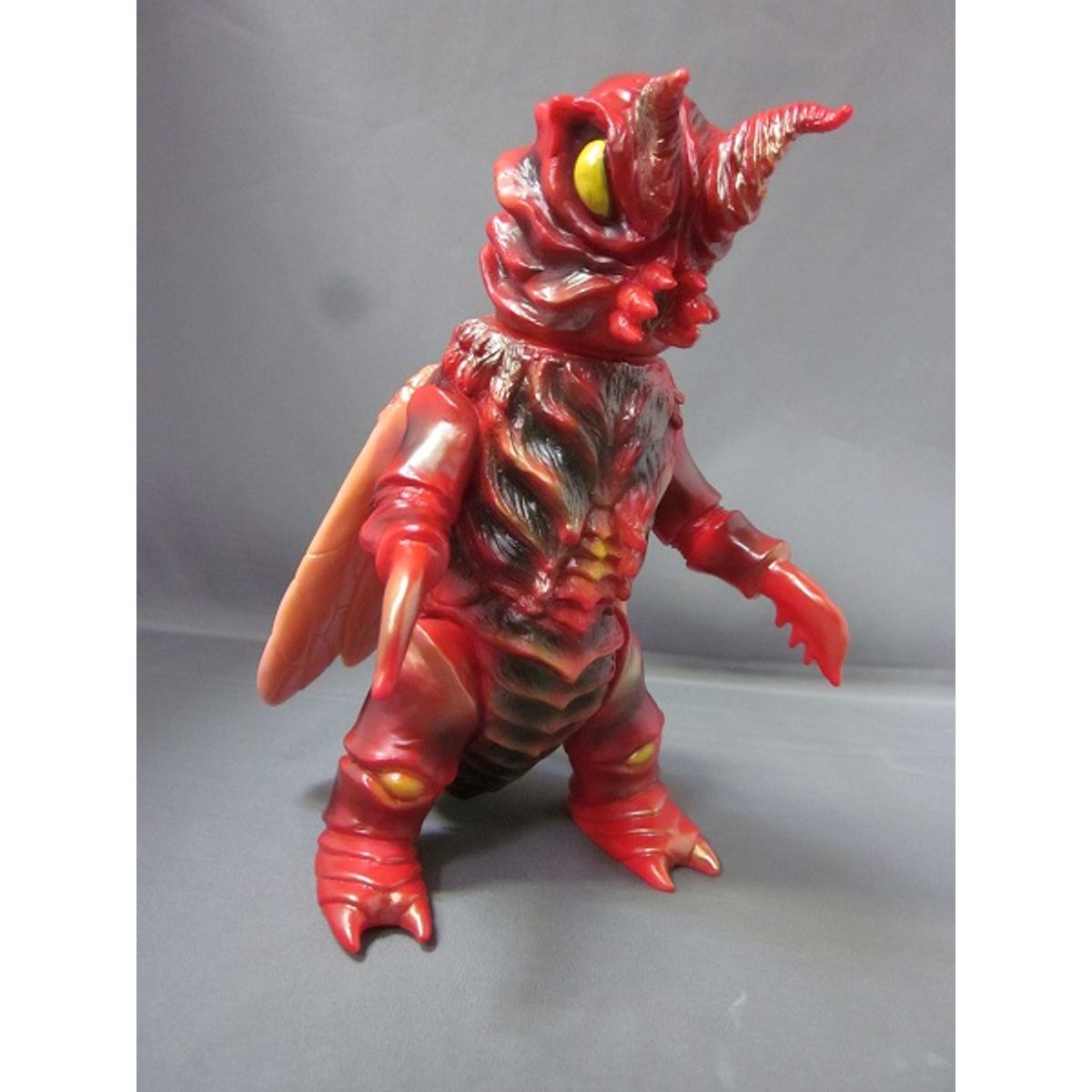 Fully Grown Cosmegira - brown wings