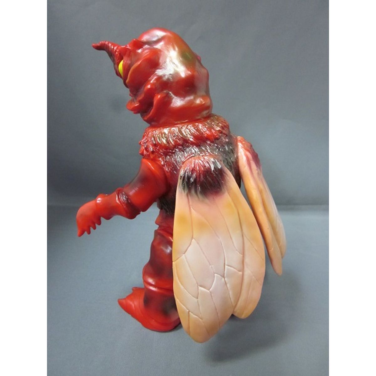 Fully Grown Cosmegira - brown wings