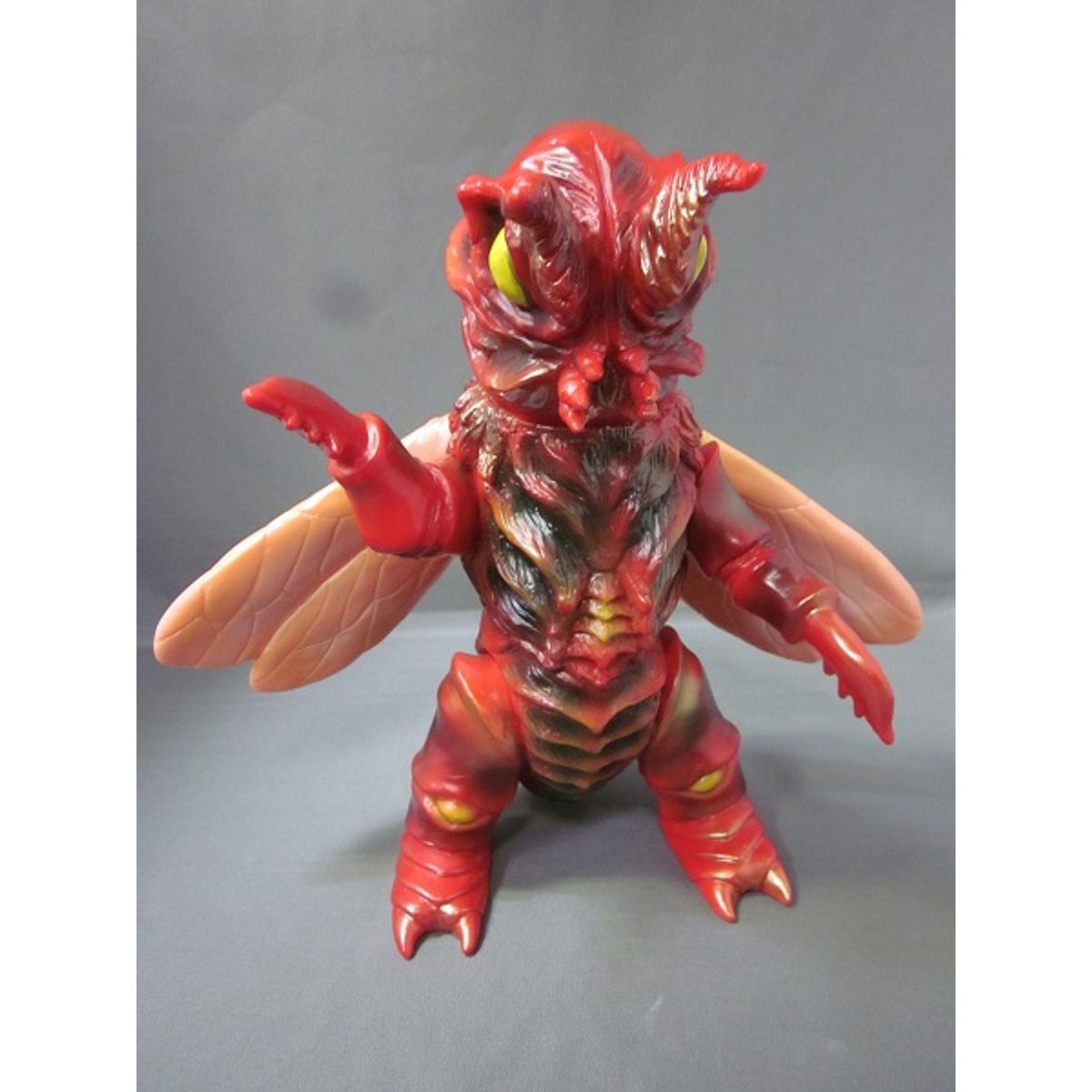 Fully Grown Cosmegira - brown wings