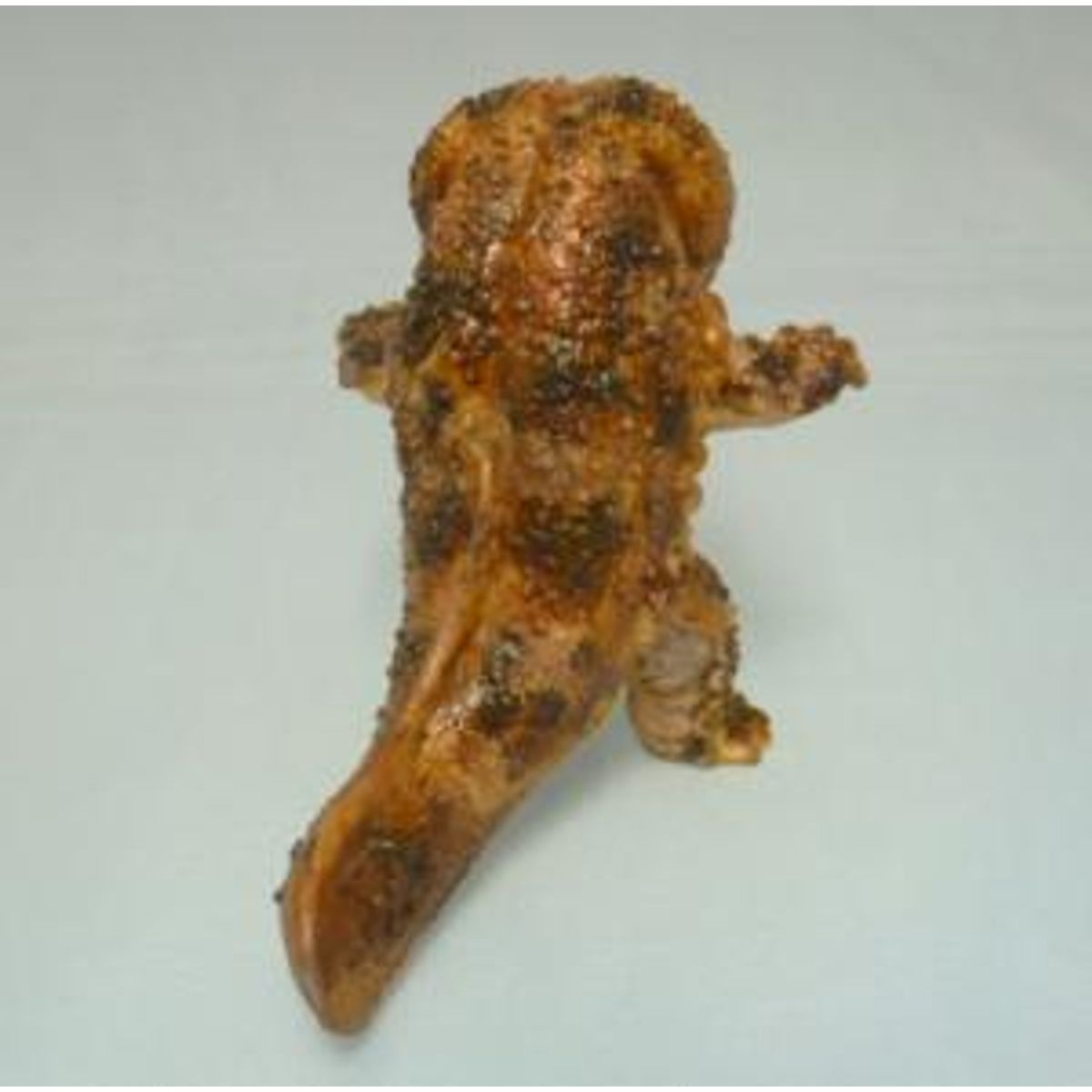 salamander (small)