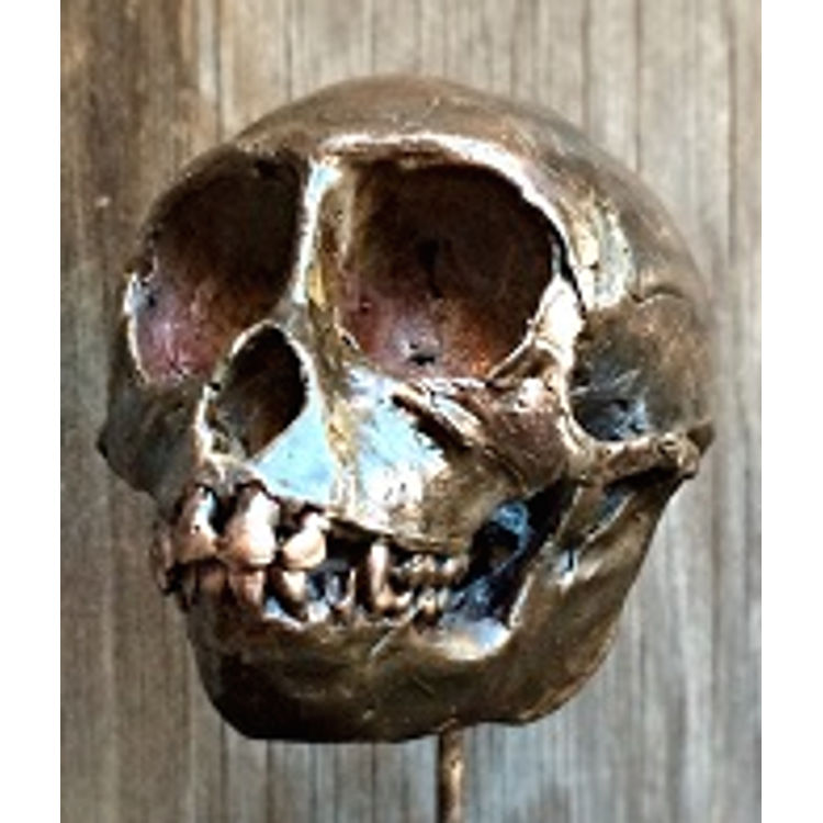 Cranial Monkey Skull Dissection (With Bell Jar) by Stephan Webb