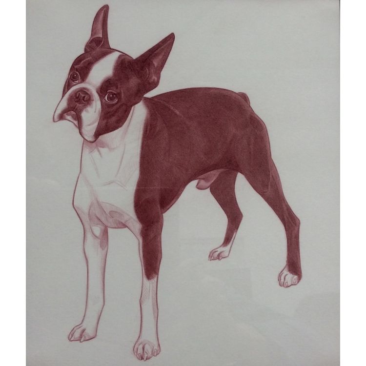 Boston Terrier One by Leonardo Villaseñor