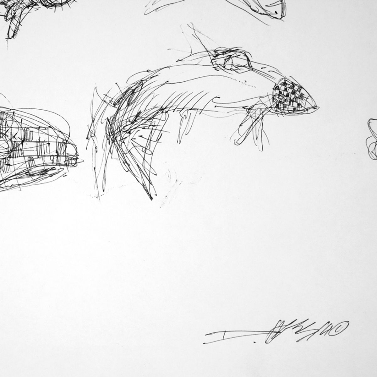 Fish From Above - Sketch 2