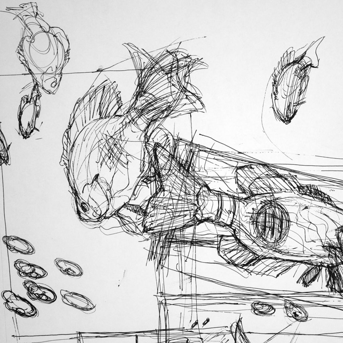 Fish From Above - Sketch 3