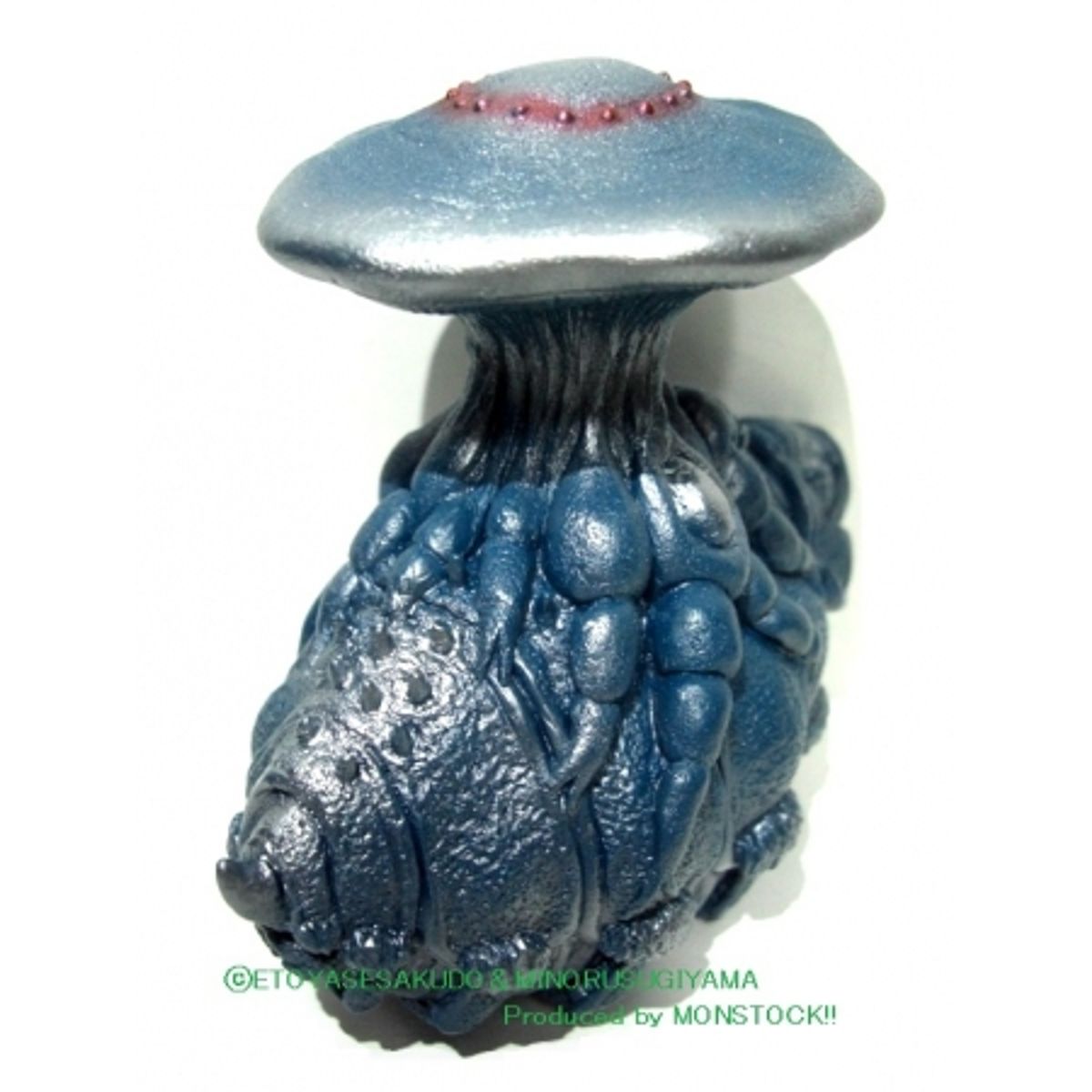 Cordyceps Igudoradon juvenile "Famous Blue"