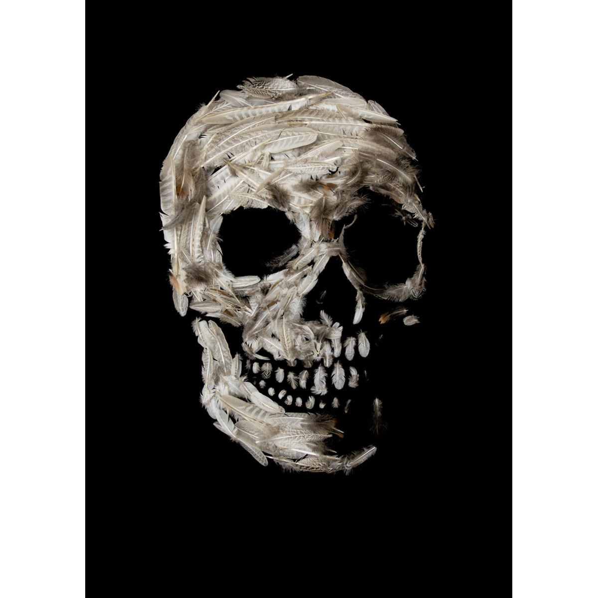 Natural Selection Series - Darwin Skull