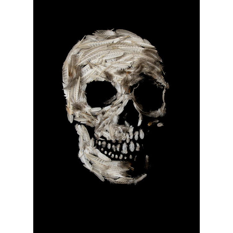 Natural Selection Series - Darwin Skull by Noah Scalin