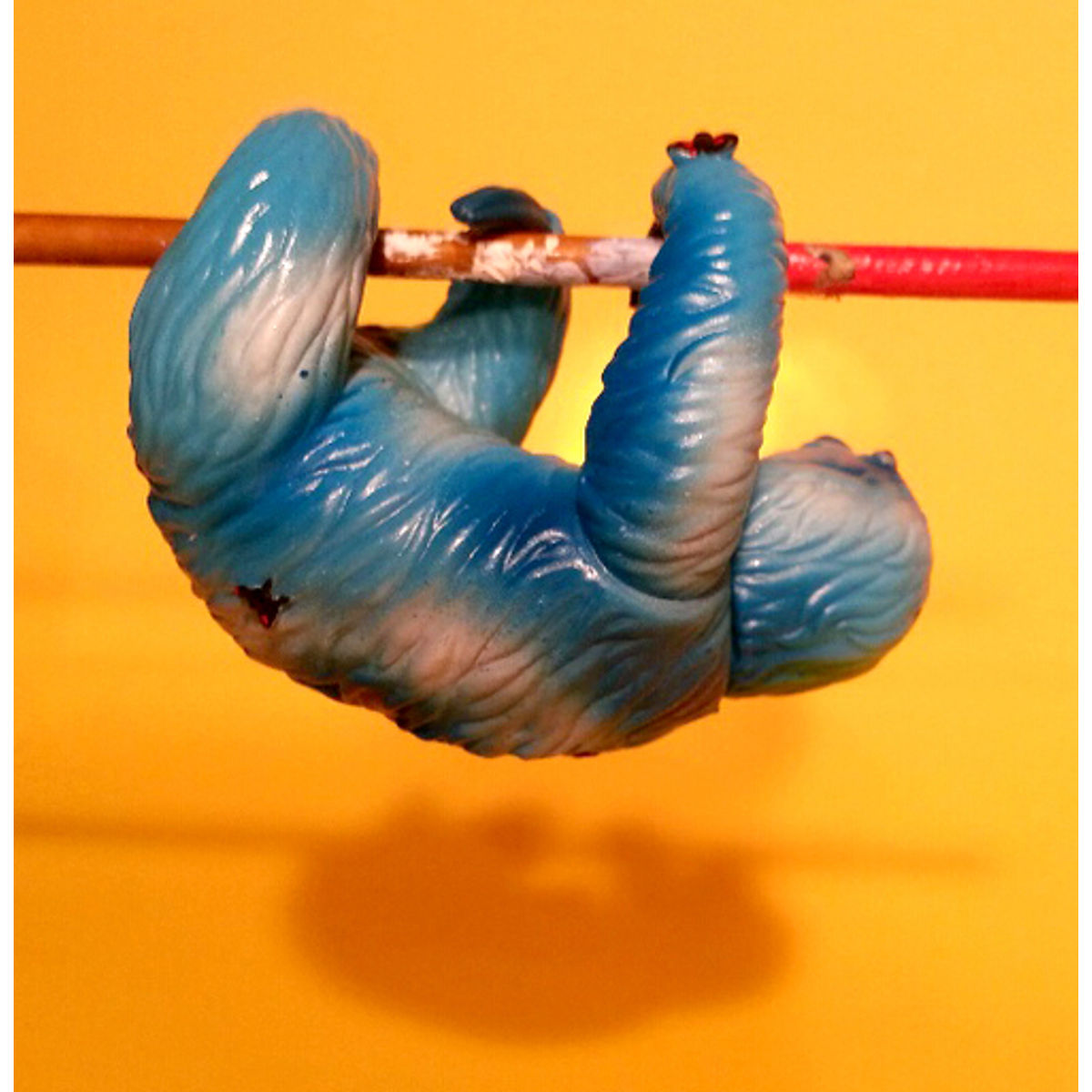 Sloth’n Moth - Painted Bluetoed