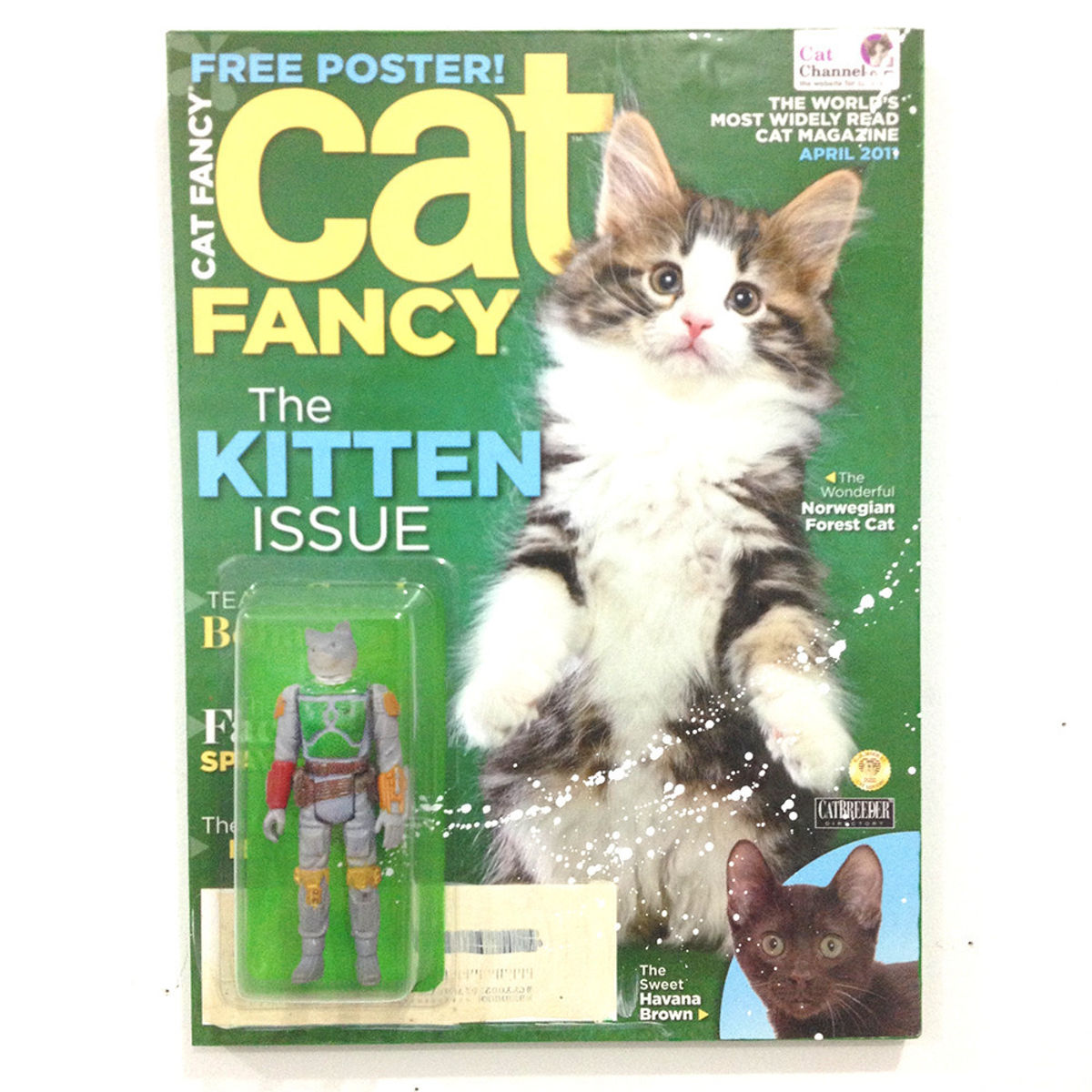 The Kitten Issue