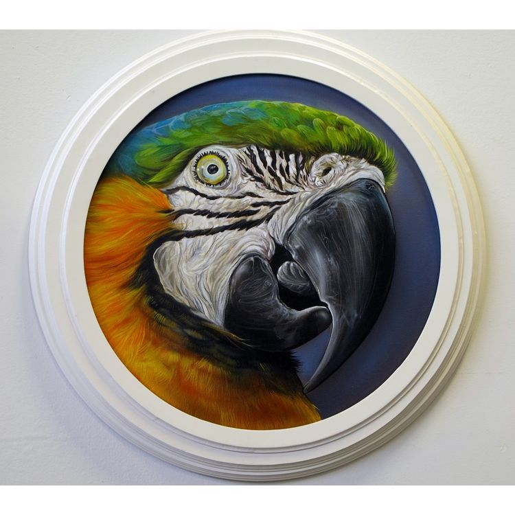 Silver Tongued Macaw by Robert Yancy