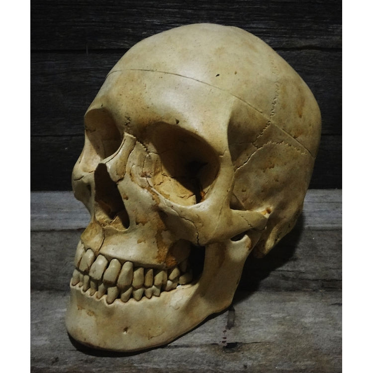 BONE HEAD by Jack of the dust