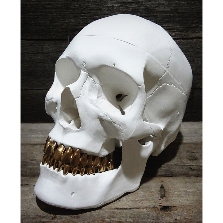 ALBINO GRILLZ SKULL by Jack of the dust