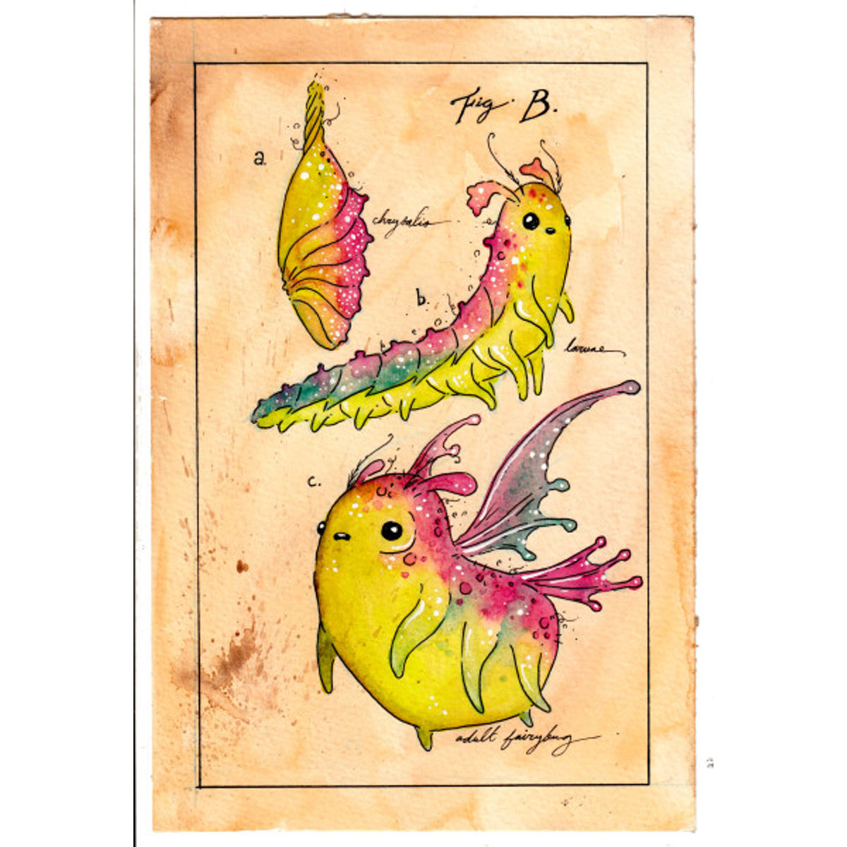 Fairybug Lifecycle Study 1 (Fig B)