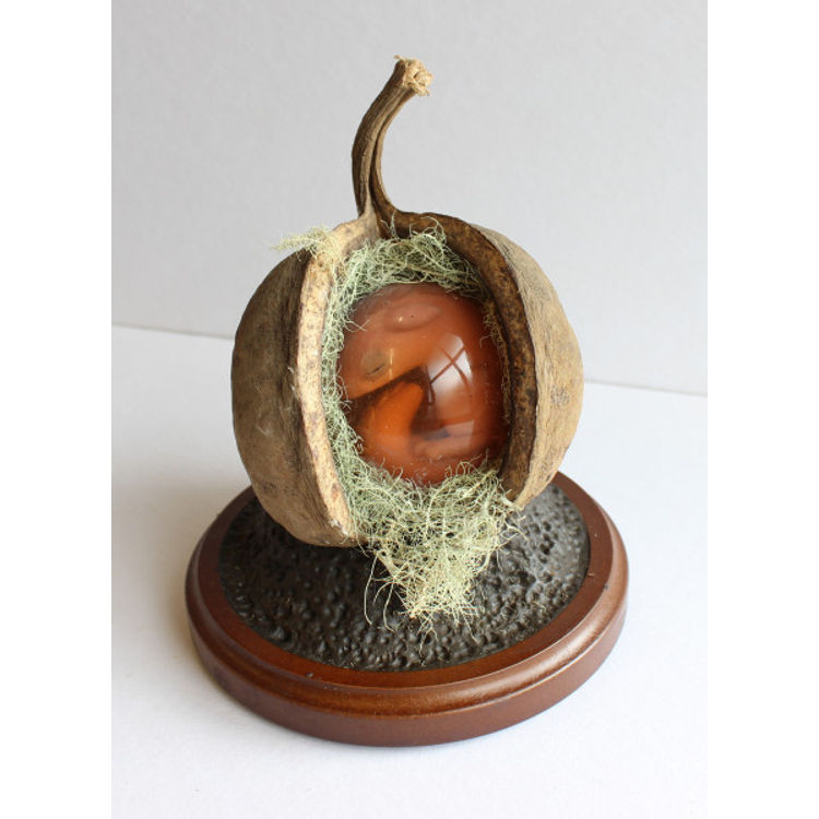 Nest-Shell of the Fetal Bicodus by Leslie Levings