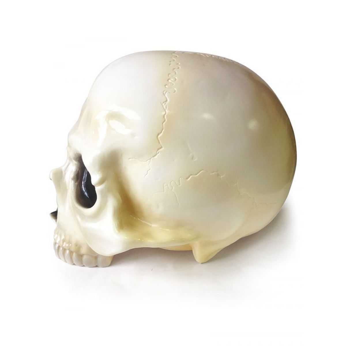 骸骨頭 1/1 SKULL HEAD - Vintage