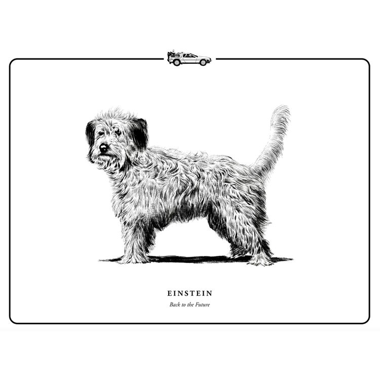 Einstein by Evanimal (Evan Yarbrough)