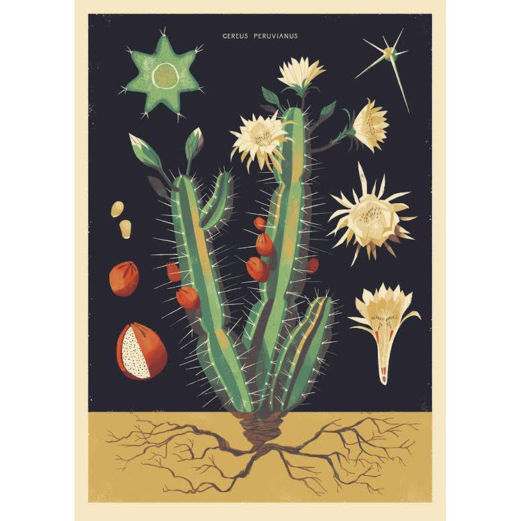 “Night-Blooming Cereus” Print by Chris Turnham