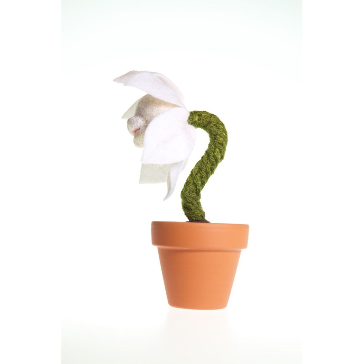Holiday Caelestis Basiator (Heavenly Kisses) - White