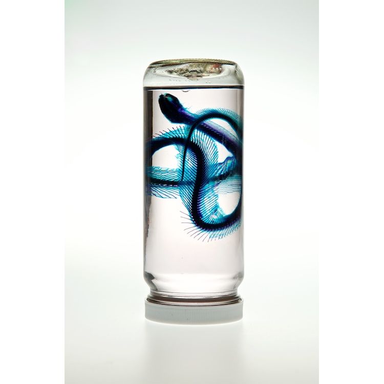 Ball Python #2 by Lucent Morphics Laboratories