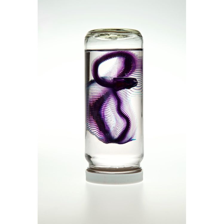 Ball Python #3 by Lucent Morphics Laboratories