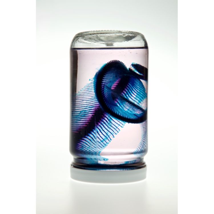 Ball Python #4 by Lucent Morphics Laboratories