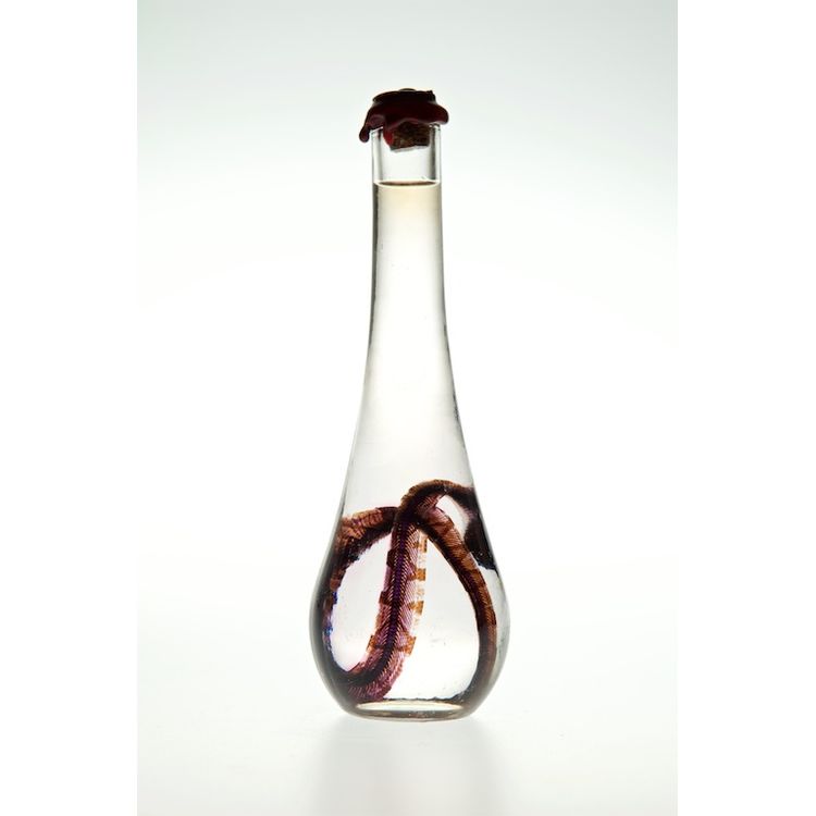 Corn Snake #1 by Lucent Morphics Laboratories