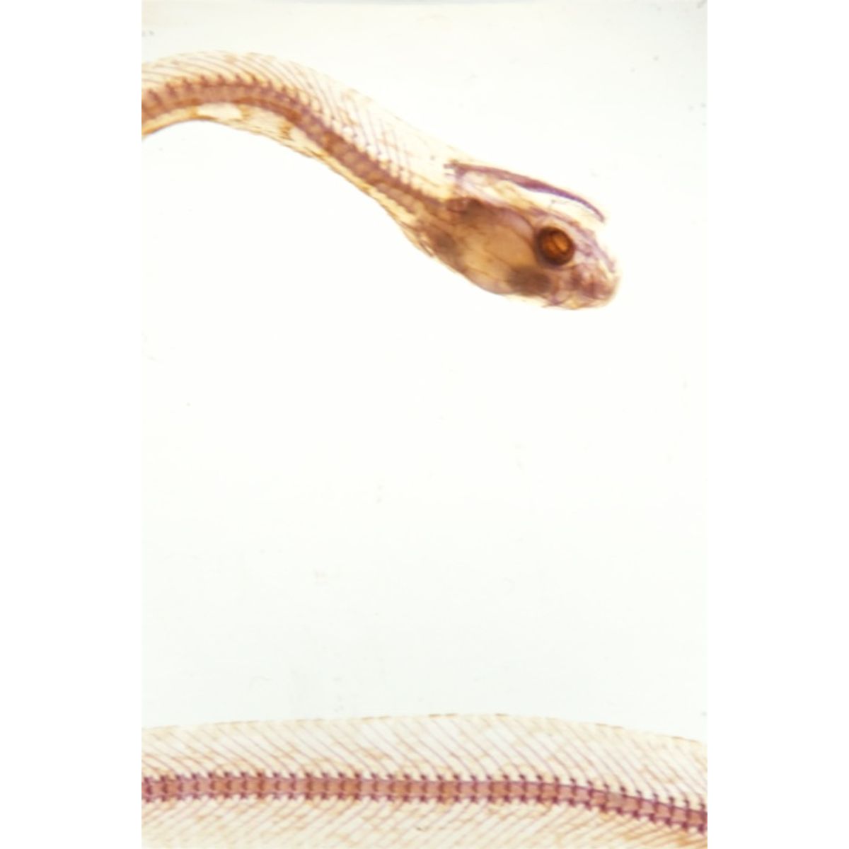Corn Snake #2
