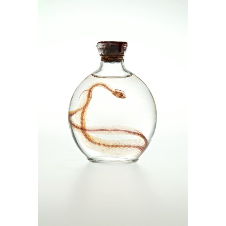 Corn Snake #2 by Lucent Morphics Laboratories