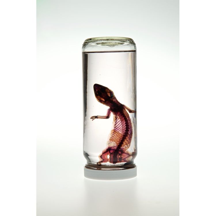 Damaged Leopard Gecko by Lucent Morphics Laboratories