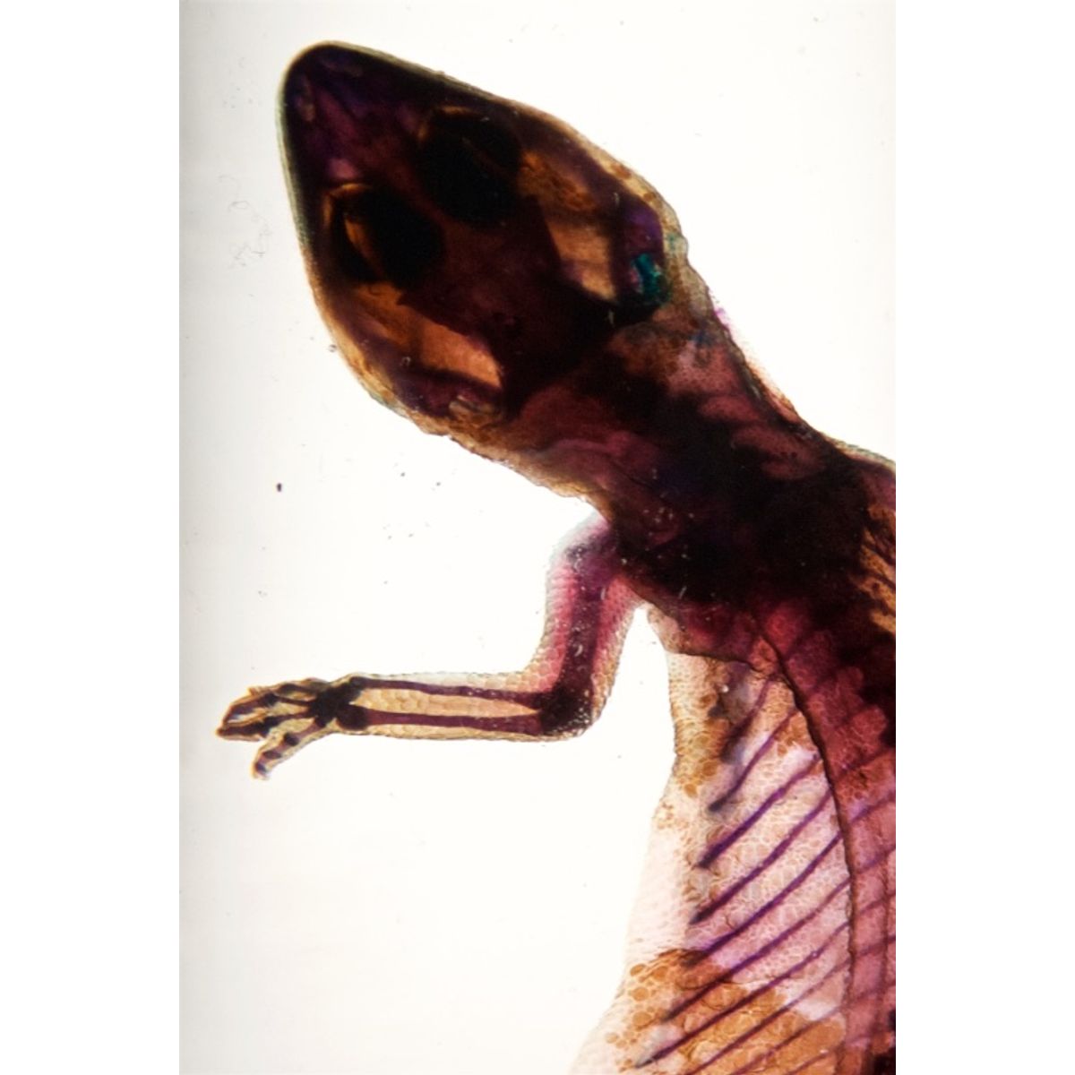 Damaged Leopard Gecko